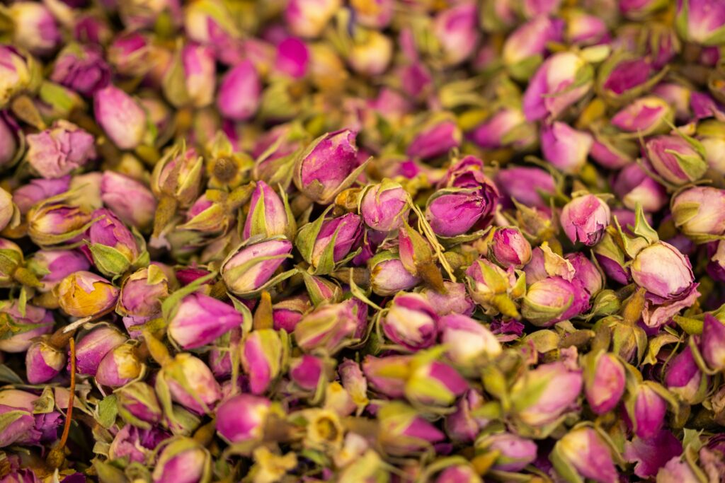 Bourgeons de rose