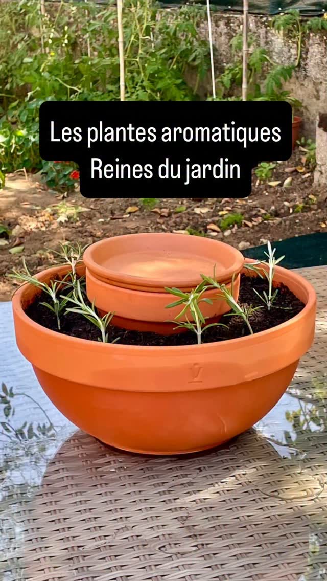 🌿🌸 Les herbes aromatiques sont souvent sous-estimées face à des plantes plus exotiques. Pourtant ce sont de véritables trésors médicinaux. 🍃

🌿 Romarin – pour stimuler la cognition
🌿 Origan – en huile par exemple, il aide à combattre les infections
🌿 Thym – parfait contre la toux et les maux de gorge
🌿 Menthe – apaise les maux de ventre, l’huile soulage les muscles
🌿 Basilic – aide à la digestion et calme les ballonnements

Et ce n’est qu’un début… Il y a aussi le persil, la sauge, la coriandre, le fenouil…

Le plus beau ? Vous n’avez pas besoin d’un grand jardin, une jardinière ou un gros pot suffit pour créer un coin d’herbes aromatiques à portée de main .🌿

Quelles plantes aromatiques poussent chez vous ?

Belle journée à tous ✨

#plantesaromatiques #vivresimplement #jardinagefacile #potagermaison #remedesnaturels #herboristerie #slowgarden #jardinurbain #bienetrenaturel #aromatiquesdumoment #jardinerautrement #vieauthentique
#remèdenaturel #soinnaturel #greenliving #kitchenherbs #plantesaromatiquesetmédicinales #plantesaromatiques