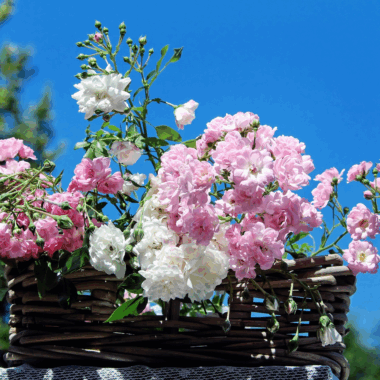 bienfaits de la rose