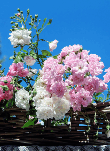 bienfaits de la rose