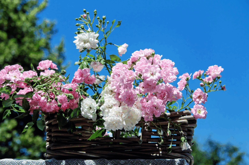 bienfaits de la rose