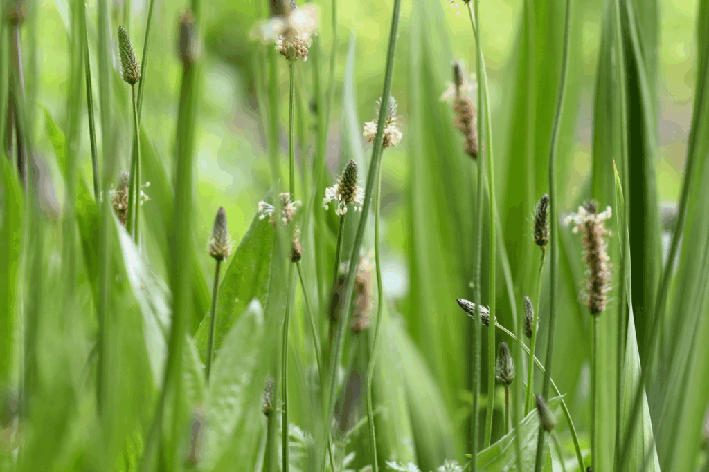 Plantain Leaf Benefits and Recipes | Herbal Academy | Learn the many benefits of plantain leaf (Plantago spp.) and how to use it in two simple recipes, a juice and a face mask.
