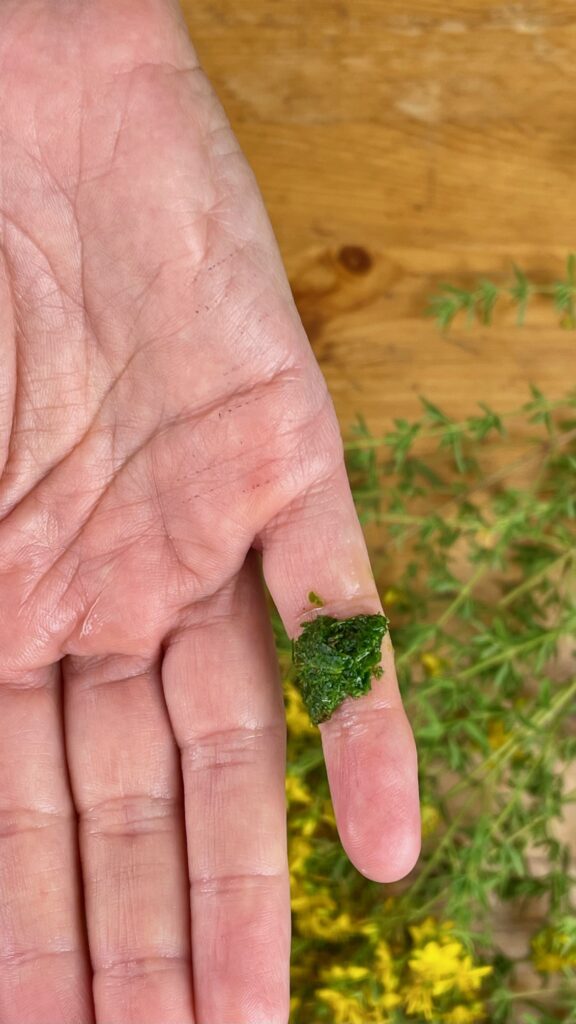 Plantain Leaf Benefits and Recipes | Herbal Academy | Learn the many benefits of plantain leaf (Plantago spp.) and how to use it in two simple recipes, a juice and a face mask.